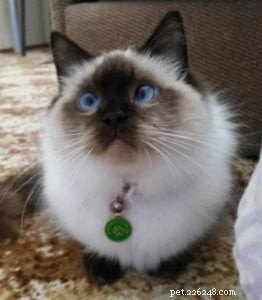 Meet Theo: The Ragdoll Cat That Brings Comfort and Joy