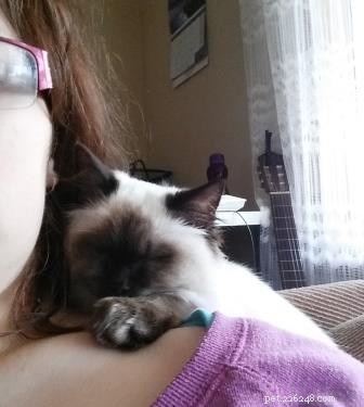 Meet Theo: The Ragdoll Cat That Brings Comfort and Joy