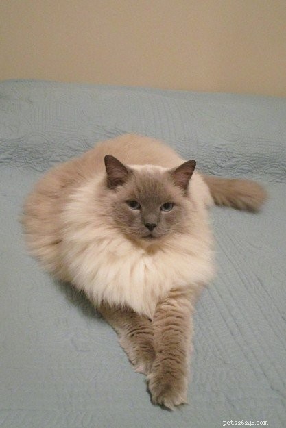 Meet Elvis and Beverly Leslie: Ragdoll Sweethearts of the Week