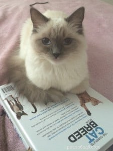 Meet Kasya: The Ragdoll Kitten Featured as Kitten of the Month