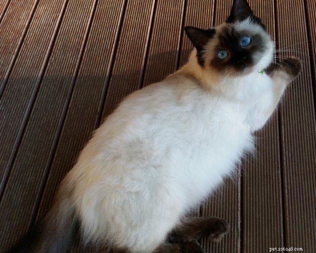 Meet Theo: The Ragdoll Cat That Brings Comfort and Joy