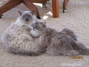 Meet Elvis and Beverly Leslie: Ragdoll Sweethearts of the Week