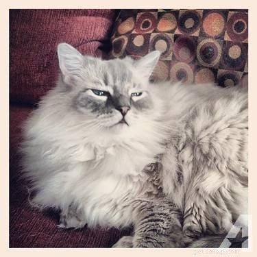 Meet Elvis and Beverly Leslie: Ragdoll Sweethearts of the Week
