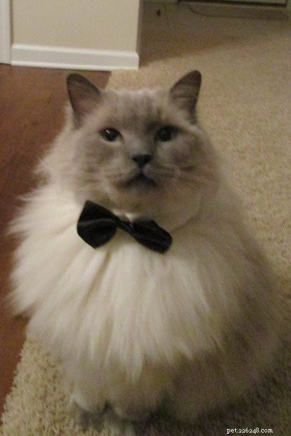 Meet Elvis and Beverly Leslie: Ragdoll Sweethearts of the Week