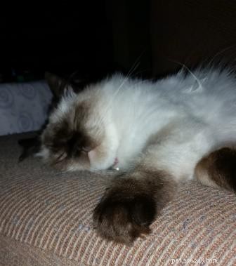Meet Theo: The Ragdoll Cat That Brings Comfort and Joy