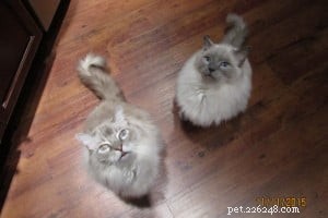 Meet Elvis and Beverly Leslie: Ragdoll Sweethearts of the Week