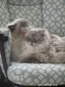 Meet Elvis and Beverly Leslie: Ragdoll Sweethearts of the Week