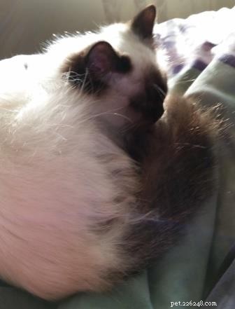 Meet Theo: The Ragdoll Cat That Brings Comfort and Joy