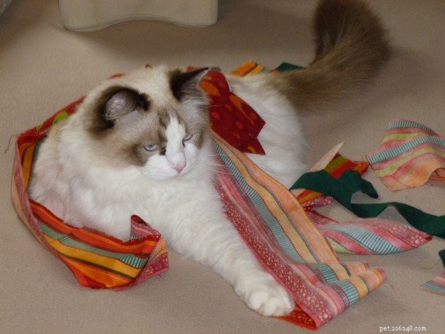 Meet Moose: The Adorable 18‑Month‑Old Ragdoll Cat of the Week