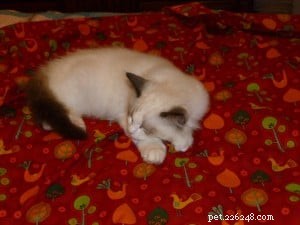 Meet Moose: The Adorable 18‑Month‑Old Ragdoll Cat of the Week