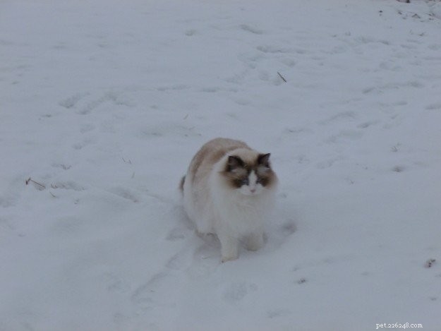 Meet Moose: The Adorable 18‑Month‑Old Ragdoll Cat of the Week