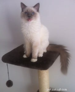 Meet Kasya: The Ragdoll Kitten Featured as Kitten of the Month