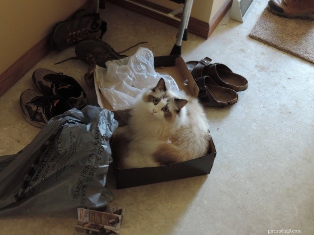 Meet Moose: The Adorable 18‑Month‑Old Ragdoll Cat of the Week