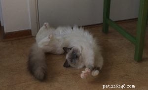 Meet Kasya: The Ragdoll Kitten Featured as Kitten of the Month