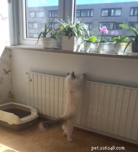 Meet Kasya: The Ragdoll Kitten Featured as Kitten of the Month
