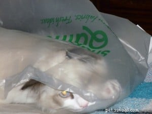 Meet Moose: The Adorable 18‑Month‑Old Ragdoll Cat of the Week