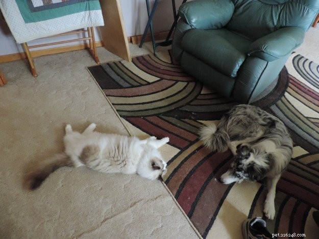 Meet Moose: The Adorable 18‑Month‑Old Ragdoll Cat of the Week