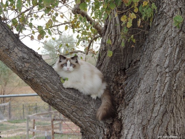 Meet Moose: The Adorable 18‑Month‑Old Ragdoll Cat of the Week