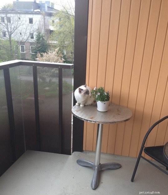 Meet Kasya: The Ragdoll Kitten Featured as Kitten of the Month
