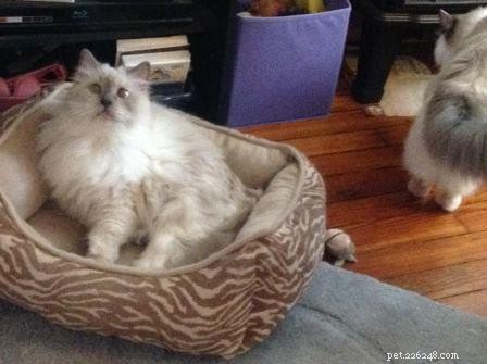 Galen, the 18‑lb Lilac‑Point Ragdoll – A Tale of Longevity