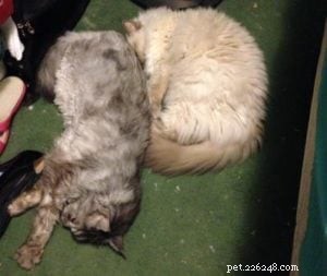 Galen, the 18‑lb Lilac‑Point Ragdoll – A Tale of Longevity