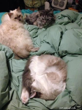 Galen, the 18‑lb Lilac‑Point Ragdoll – A Tale of Longevity