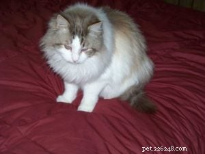 Ragdoll of the Week: Remembering Possum, a Beloved Champion