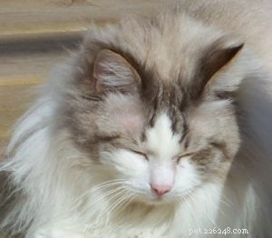Ragdoll of the Week: Remembering Possum, a Beloved Champion