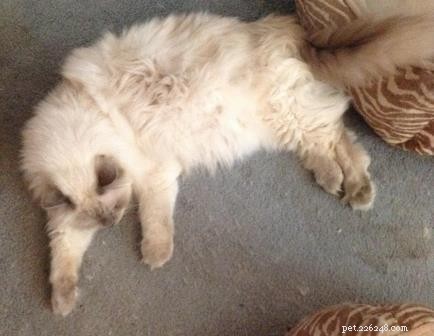 Galen, the 18‑lb Lilac‑Point Ragdoll – A Tale of Longevity