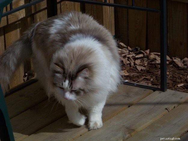 Ragdoll of the Week: Remembering Possum, a Beloved Champion