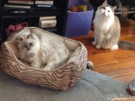 Galen, the 18‑lb Lilac‑Point Ragdoll – A Tale of Longevity