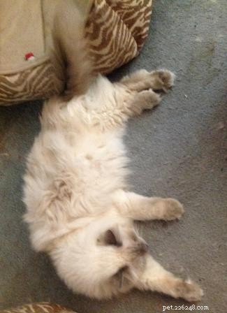 Galen, the 18‑lb Lilac‑Point Ragdoll – A Tale of Longevity