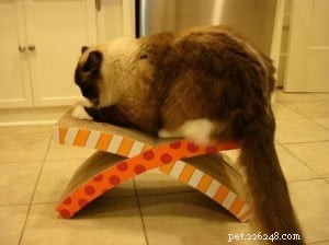 Why Do Cats Scratch? Understanding the Role of Front Claws