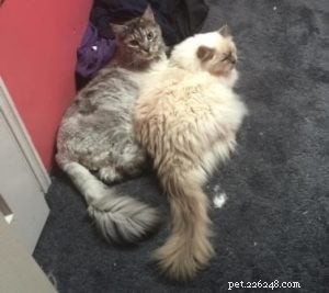 Galen, the 18‑lb Lilac‑Point Ragdoll – A Tale of Longevity