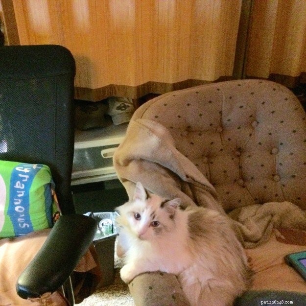 Ragdoll of the Week: Remembering Possum, a Beloved Champion