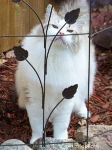 Ragdoll of the Week: Remembering Possum, a Beloved Champion