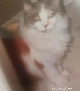 Pearly the Ragdoll: A Heartwarming Adoption Story