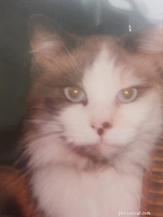 Pearly the Ragdoll: A Heartwarming Adoption Story