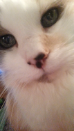 Pearly the Ragdoll: A Heartwarming Adoption Story