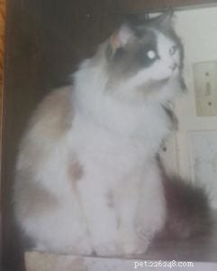 Pearly the Ragdoll: A Heartwarming Adoption Story
