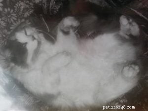 Pearly the Ragdoll: A Heartwarming Adoption Story