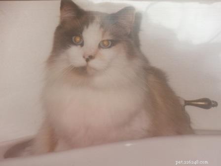 Pearly the Ragdoll: A Heartwarming Adoption Story