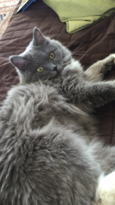Meet Luna: The Solid Blue Mitted Ragdoll Kitten of the Month