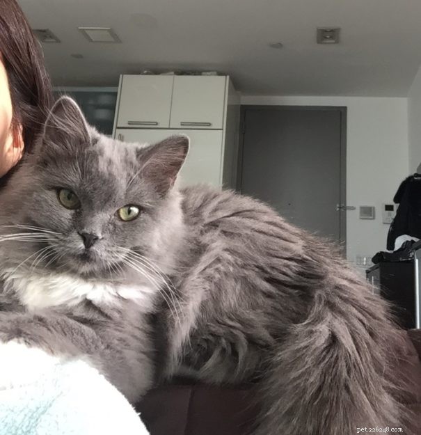 Meet Luna: The Solid Blue Mitted Ragdoll Kitten of the Month