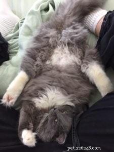 Meet Luna: The Solid Blue Mitted Ragdoll Kitten of the Month