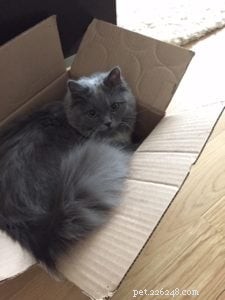 Meet Luna: The Solid Blue Mitted Ragdoll Kitten of the Month