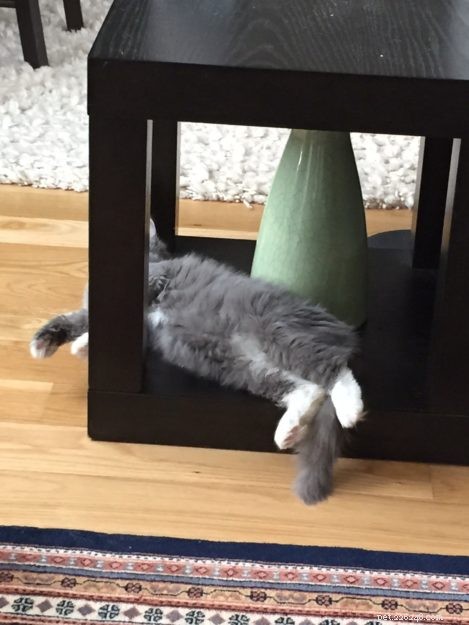 Meet Luna: The Solid Blue Mitted Ragdoll Kitten of the Month