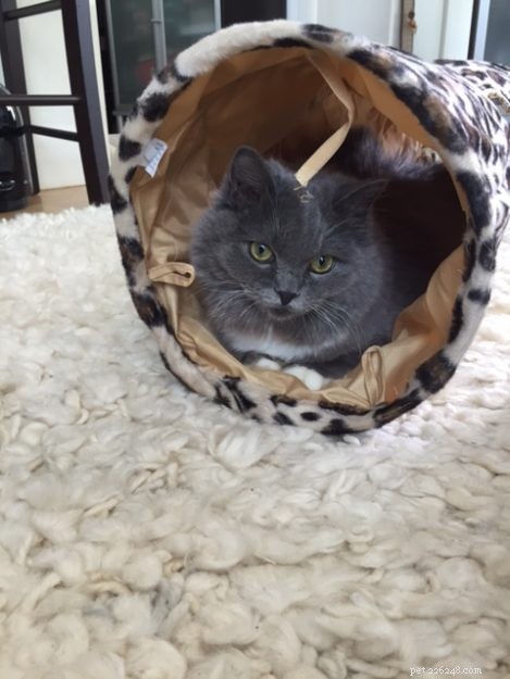 Meet Luna: The Solid Blue Mitted Ragdoll Kitten of the Month
