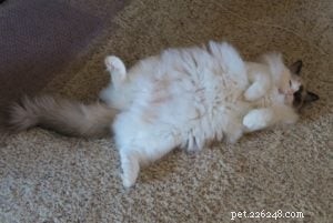 Bandit: Celebrated Ragdoll Cat Featured as  Ragdoll of the Week 