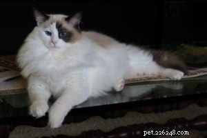 Bandit: Celebrated Ragdoll Cat Featured as  Ragdoll of the Week 